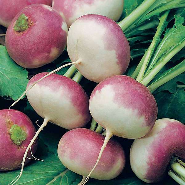 Turnip Purple Top Vegetable Seeds